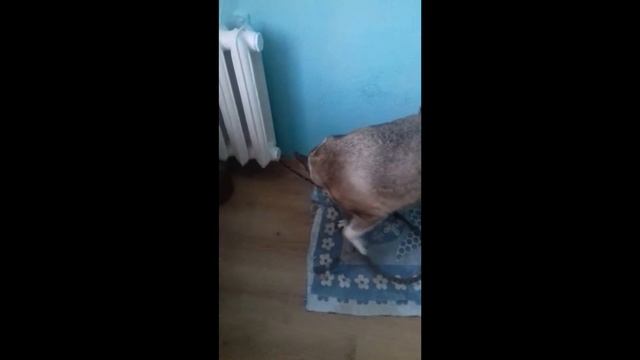 Собачка гавкает на камеру. Серый волк. Приколы. Dog смотреть онлайн