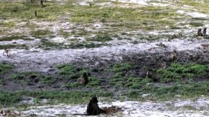 Дикая природа Африки У бабуина севшего голой попой на термитник новые ощущения Что думают термиты?