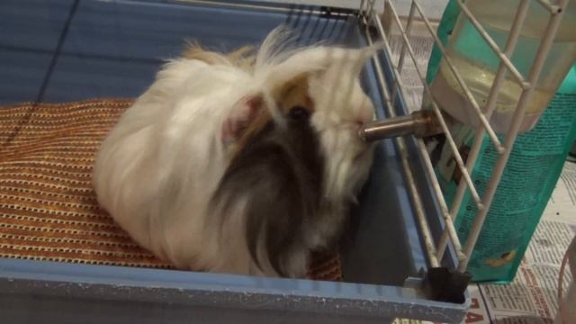 Морская свинка мурлычит и кудахчет смотреть онлайн