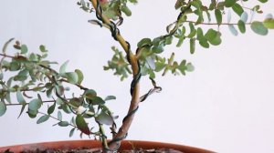 Eucalyptus Bonsai (Update 1)