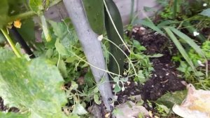 Flowers & Vegetables in the Garden ~ plus Cucumber harvest