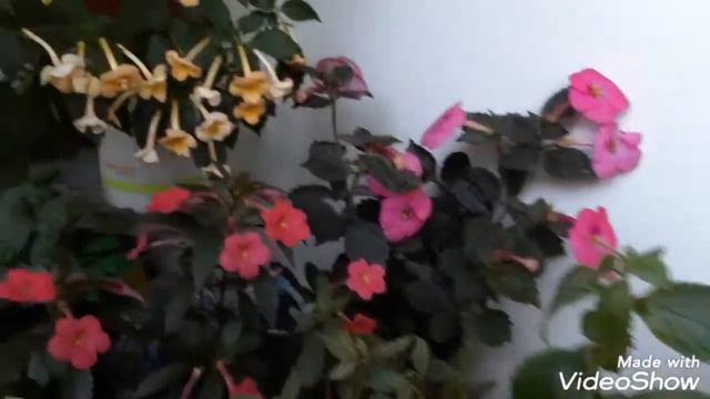 АХИМЕНЕСЫ. Ахименесы уходят на зимний отдых. смотреть онлайн