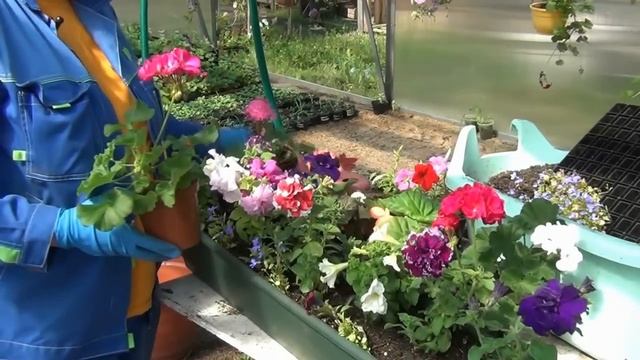 Подвесные и балконные цветы часть 3