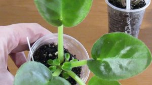 Пропала точка роста у Фиалки? Не беда ! Есть отличный выход.