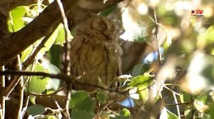 Популярная орнитология: сплюшка