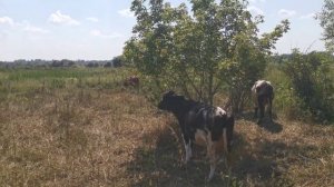 УСТАНОВИЛИ ЭЛЕКТРО ПАСТУХ НА ФЕРМЕ, ОЧЕНЬ ДОВОЛЬНЫ.