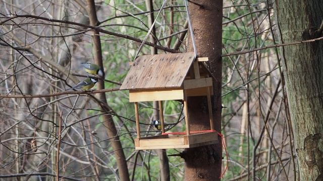 Аншлаг на кормушке. Большая синица, буроголовая гаичка, московка, лазоревка, поползень. смотреть онлайн