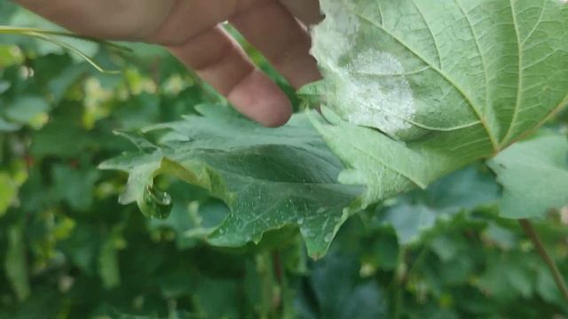 ?БОРЬБА:-СТРОБИ/МИЛЬДЬЮ мильдью не сдаëтся. смотреть онлайн