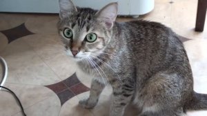 Кошка кашляет