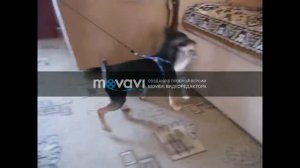 Знакомства кошки с собакой