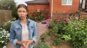 ОСЕННИЙ УХОД ЗА РОЗАМИ: подкормки, обработки, обрезка. Ошибки садоводов и обязательные мероприятия