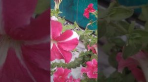 how to collect and store petunia seeds@gardening is my passion