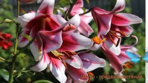 Лилия от-гибрид Фризо (lilium) ? от-гибрид лилия Фризо обзор: как сажать, луковицы лилии Фризо