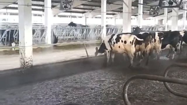 Система охлаждения воздуха в коровнике туманом от компании РусАгроСистема