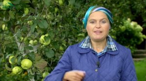 ЯБЛОКИ: как сохранить яблоки свежими - 7 дач