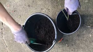 Как посадить розу в горшок и оставить зимовать в грунте