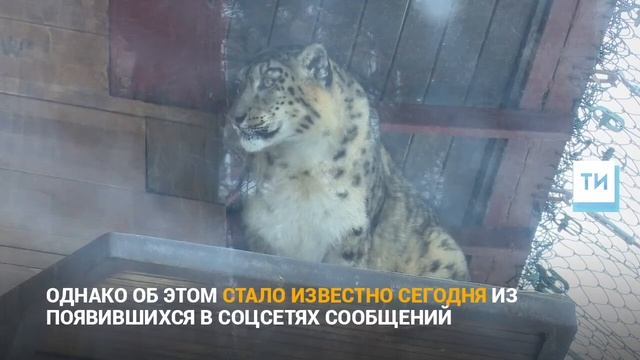 В Казанском зооботсаду скончался последний снежный барс – самка по имени Теофания