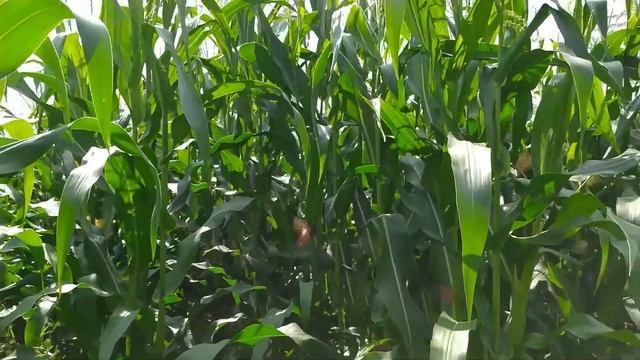 Кукурузный мёд! Не верите? смотреть онлайн