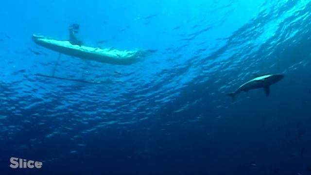 Bare-handed shark fishing | SLICE смотреть онлайн