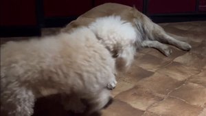 В’язка пуделя і Золотистого ретривера = Голдендудль❤️