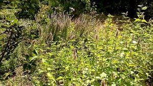 Лофант анисовый. Чистильщик нашего организма.