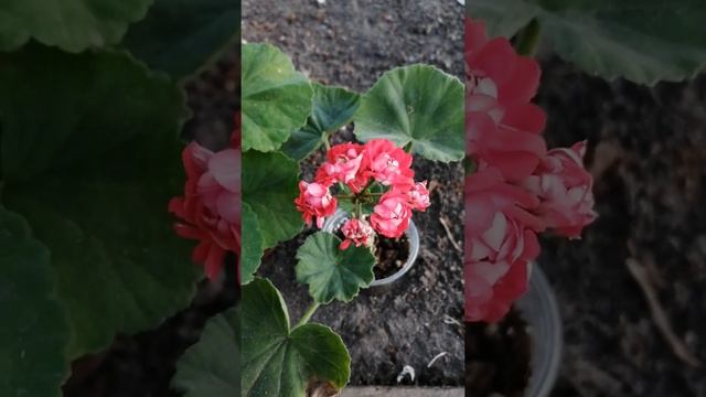 Пеларгония Розин (усл. Живые розы) смотреть онлайн