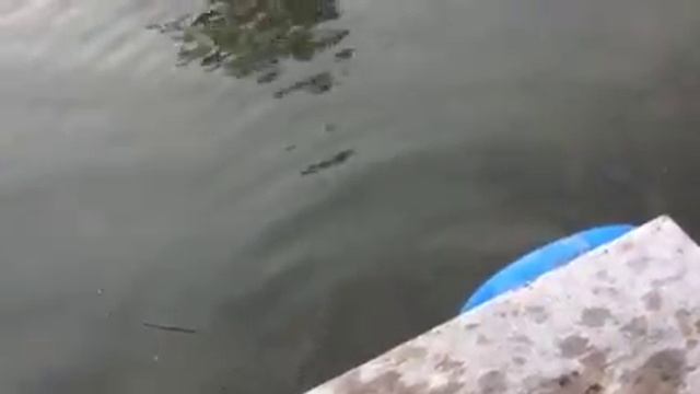 Самый короткий день в году на Киннерете смотреть онлайн