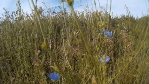 Цикорий обыкновенный (растения полезные и ядовитые для кроликов)