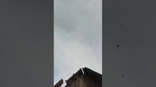 голуби садятся домой смотреть онлайн