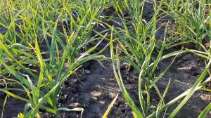 Активная вегетация чеснока, благоприятная погода. Контроль сорняка и листовых грибковых заболеваний