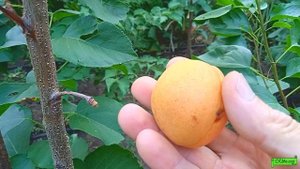 Абрикос сорт Фриссон, Астрахань 2022г