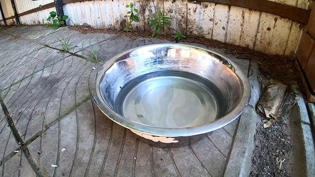 КАК ПОМОЧЬ СОБАКЕ ПЕРЕЖИТЬ ЖАРУ? Собакам летом жарко смотреть онлайн