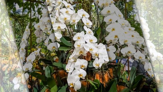 Орхидеи - интересные факты. смотреть онлайн