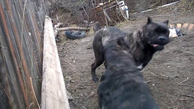 О породе, собака кане-корсо, смотреть фильмы про любовь к породе, кане-корсо пошли побегаем смотреть онлайн