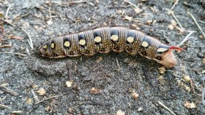 Гусеница. Бражник подмаренниковый ( Hyles gallii )