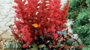 Астильба арендса Спартан (astilbe arendsii spartan) ? обзор: как сажать, саженцы астильбы Спартан