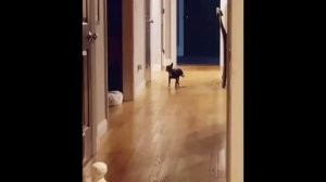 Как продвигать канал про животных! Продвижение канала!