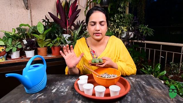 How to make Cactus Soil Mix + Potting of Astrophytum Asterias cacti | Cactus Soil | Gardening tips смотреть онлайн