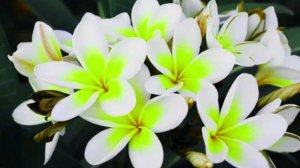 Благодарю Тебя я, Господь из Назарета