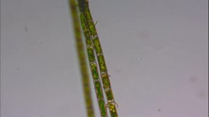 Нитчатая водоросль в аквариуме под микроскопом. Green Hair Algae