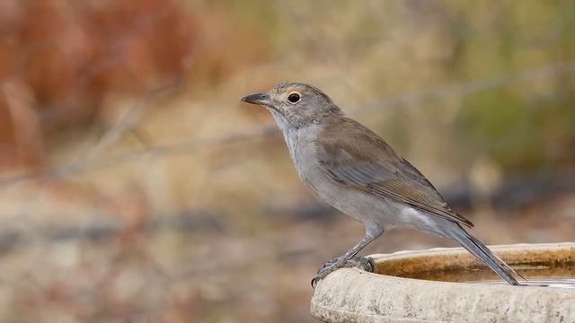 Голоса птиц. Grey Shrike-thrus. Серогрудая сорокопутовая мухоловка (Colluricincla harmonica) смотреть онлайн