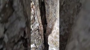 Опять дуплянка