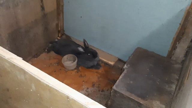 КРОЛИКАМ УЖЕ МЕСЯЦ, ВЫЛЕЗЛИ ИЗ МАТОЧНИКА смотреть онлайн