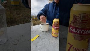 Шершни и осы на пасеке, способы избавление