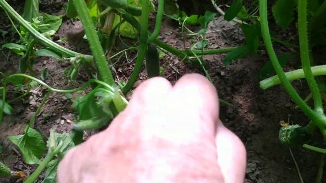 Почему листья на огурцах внезапно завяли и висят,как тряпочки?Прикорневая гниль огурцов- как лечить смотреть онлайн