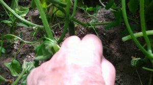 Почему листья на огурцах внезапно завяли и висят,как тряпочки?Прикорневая гниль огурцов- как лечить