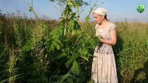 Борщевик Сосновского или похожее растение: как их отличить?
