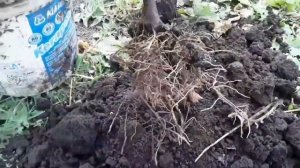 Укоренение винограда воздушным отводком