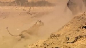 Лев против гиены. Настоящий бой