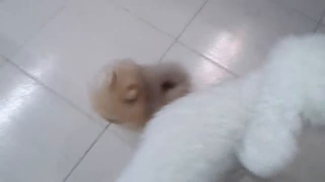 Крошечный померанский шпиц кремовый мальчик
